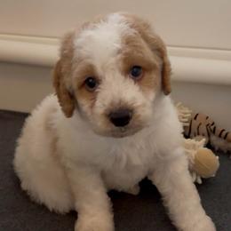 Duke - Parti male Goldendoodle puppy in Pensacola, Florida from Goldendoodles Love You in Pensacola Friend Edition