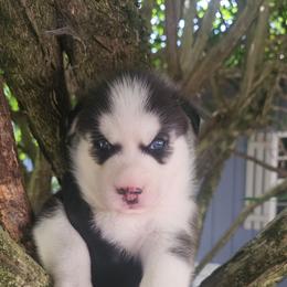 Mika - Black and white female Siberian Husky puppy in Springfield, Massachusetts from 16acreshuskies