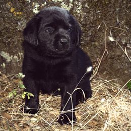 Labrador Retriever Puppies from Sugarpine Labradors