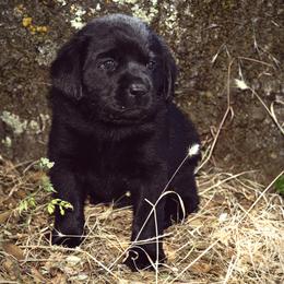 Labrador Retriever Puppies from Sugarpine Labradors