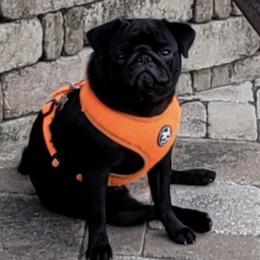 Nala - Pug