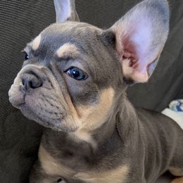 French Bulldog Puppies from Cali Rooted Bullyz