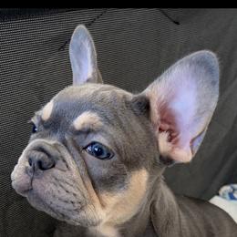 French Bulldog Puppies from Cali Rooted Bullyz