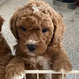Goldendoodle and Poodle Puppies from Mustanghills Doodles and Poodles