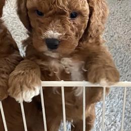 Goldendoodle and Poodle Puppies from Mustanghills Doodles and Poodles