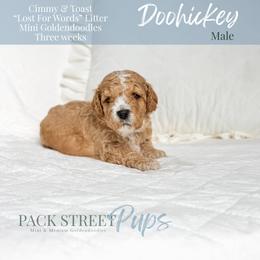 Doohickey - Apricot male Goldendoodle puppy in Paxville, South Carolina from Pack Street Pups