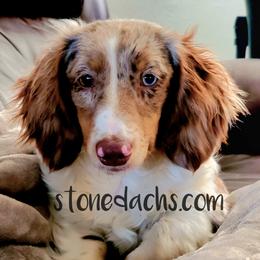 Rocky - Dachshund