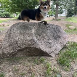 American Corgi and Pembroke Welsh Corgi Puppies from Beebe’s Corgis | Seven B Corgi Co