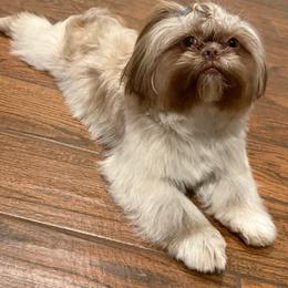 Ava - Shih Tzu
