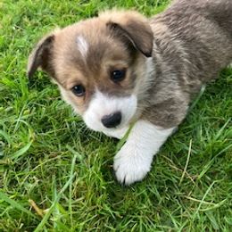 Pembroke Welsh Corgi Puppies from Red Wagon Farm