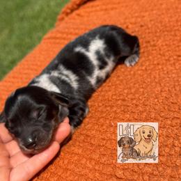 Dachshund Puppies from L&L Dachshunds