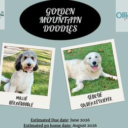 Golden Mountain Doodle puppies from OlliePups, LLC