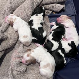 Girl 2 - Lemon and white female Basset Hound puppy in Noblesville, Indiana from Russell Bassets