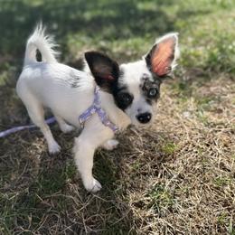 Indigo - Merle female Chihuahua puppy in High Point, North Carolina from Most Treasured Chihuahuas