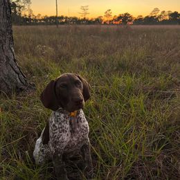 "Blue male-Sadie X Thor 3 months old" German Shorthaired Pointer Puppies from CMC Farms