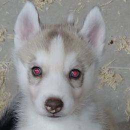 4 Adam (blue eyes) - Red and white male Siberian Husky puppy in Heppner, Oregon from Yuki Ookami Show Kennel