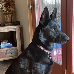 German Shepherds and Pembroke Welsh Corgis from Snowpine Ranch