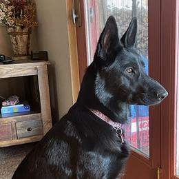 German Shepherds and Pembroke Welsh Corgis from Snowpine Ranch