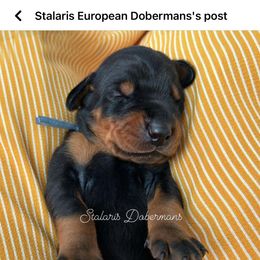 Doberman Pinscher Puppies from Stalaris Dobermans