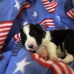 Border Collie Puppies from Bold North Border Collies