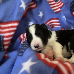 Border Collie Puppies from Bold North Border Collies