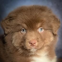 Valentino - Red tri-color male Australian Shepherd puppy in Fultonville, New York from Sandy Aussies, Mini Dachshunds & Pomeranians