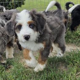 Pumpkin - Merle male Bernedoodle puppy in Mc Gaheysville, Virginia from Doting Doodles