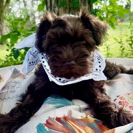 Suki - Liver female Miniature Schnauzer puppy in Charlotte, Tennessee from Heritage miniature schnauzers