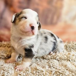 Boy 2 - Blue merle and white male American Corgi puppy in Tombstone, Arizona from WeVolution Off-Grid