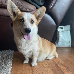 Zoey - Pembroke Welsh Corgi