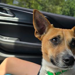 Rip - Teddy Roosevelt Terrier