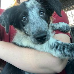 Willow - Black and white female Border Collie puppy in Holden, Missouri from Spotted Feather Farm