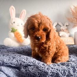 Sebastian - Red male Cavapoo puppy in Tolleson, Arizona from Pixie Dust Cavaliers