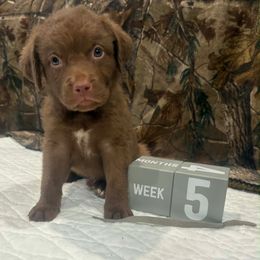 Gray Dot - Brown male Chesapeake Bay Retriever puppy in Wisconsin Dells, Wisconsin from Kilbourn Chesapeakes