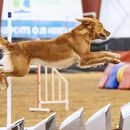 Golden Retrievers from Pitchpine Retrievers