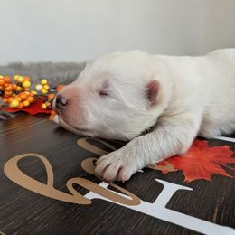Purple - White female Samoyed puppy in Erda, Utah from Desert Snow Samoyeds