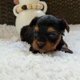 Georgie - Black and tan male Yorkipoo puppy in Hardin, Texas from Oodlesoflildoodles