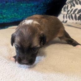 DaoDog Quenn Elizabeth - Palomino female Chinese Crested puppy in Highland Park, Michigan from Family Kennel Dao Dog