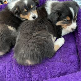 Australian Shepherd Puppies from Audacity Australian Shepherds
