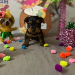 Yorkshire Terriers from Yorkie Queen Kennels
