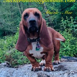 Maizie-Mae - Basset Hound