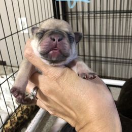 Cane Corso and French Bulldog Puppies from Perry’s Cane Corso and French bulldogs