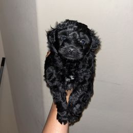 Idris - Black and white male Aussiedoodle puppy in Humble, Texas from DoodlePuppiesTX