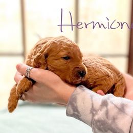 Double Doodle and Labradoodle Puppies from Magnolia & Finn Doodles