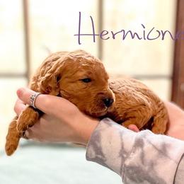Double Doodle and Labradoodle Puppies from Magnolia & Finn Doodles