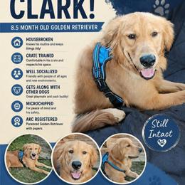 Clark - Golden male Golden Retriever puppy in Lakewood, Washington from Lenhart Goldens