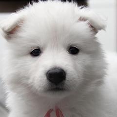 Berger Blanc Suisses from Nordic Dreams White Shepherds