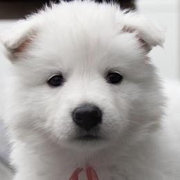 Berger Blanc Suisses from Nordic Dreams White Shepherds