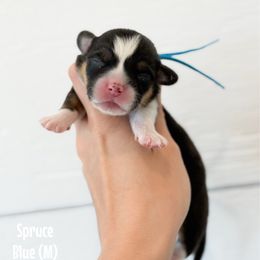 Spruce - Black and tan male Pembroke Welsh Corgi puppy in Milan, Georgia from Williams’ Welsh Corgis LLC