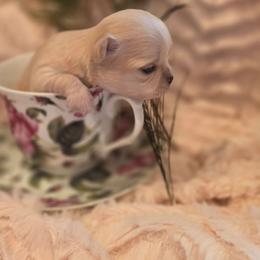 Alvin - Cream male Chihuahua puppy in Brooksville, Florida from Daystars Chihuahuas